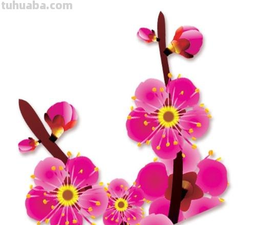 梅花色彩图及梅花色彩图片