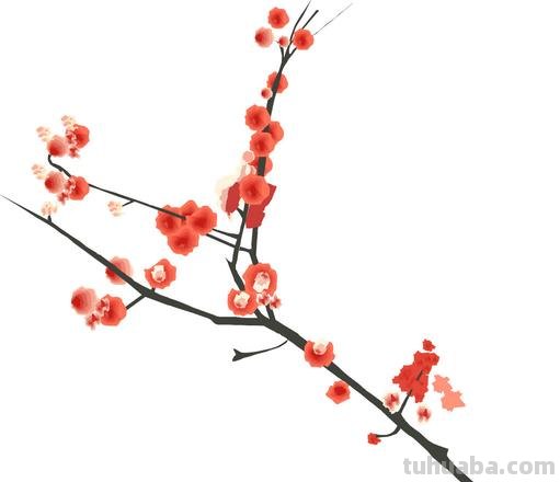 梅花色彩图及梅花色彩图片