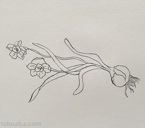 怎么画彩铅画水仙花 水仙花的素描画步骤？
