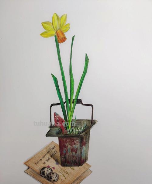 怎么画彩铅画水仙花 水仙花的素描画步骤？