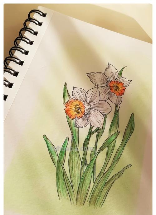 怎么画彩铅画水仙花 水仙花的素描画步骤？