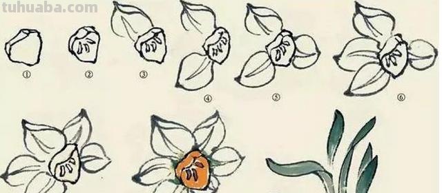 怎么画彩铅画水仙花 水仙花的素描画步骤？
