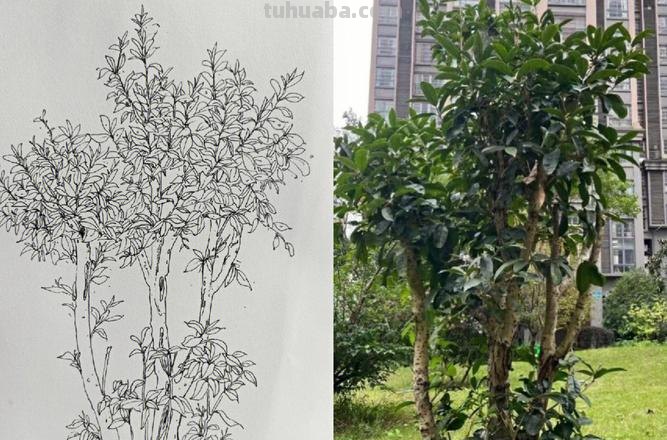画技巧植物速写 风景速写中怎样画树？