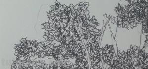 画技巧植物速写 风景速写中怎样画树？