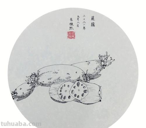 莲藕侧面速写 关于莲藕绘画的的优美句子？