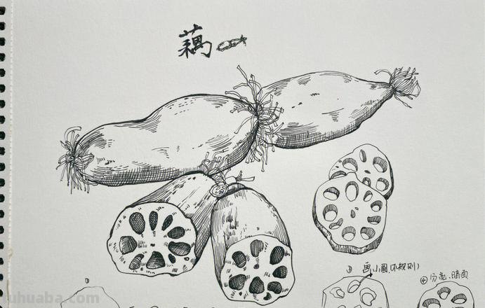莲藕侧面速写 关于莲藕绘画的的优美句子？