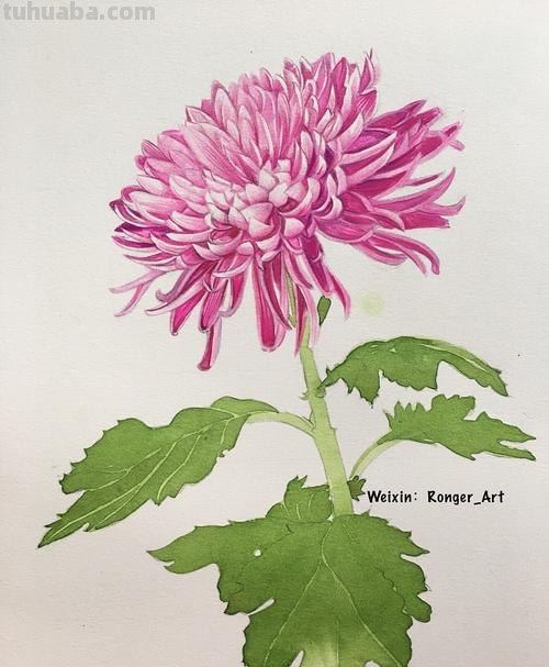  菊花色彩画及菊花色彩画法：美丽花朵的绚烂绘画艺术 