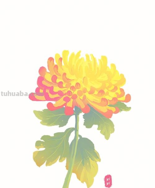  菊花色彩画及菊花色彩画法：美丽花朵的绚烂绘画艺术 