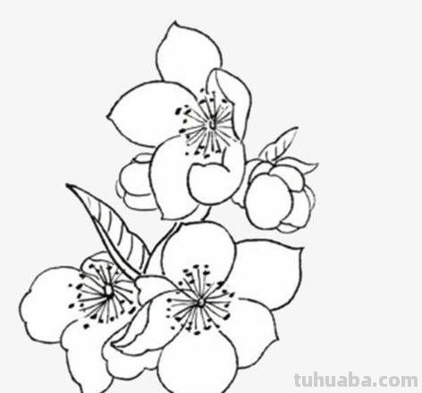 杏花怎么画简笔画图片 国画怎样画杏花？