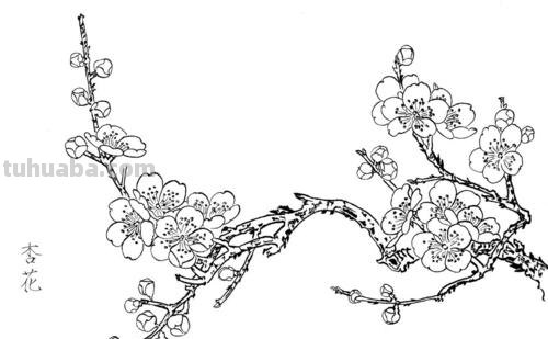 杏花怎么画简笔画图片 国画怎样画杏花？