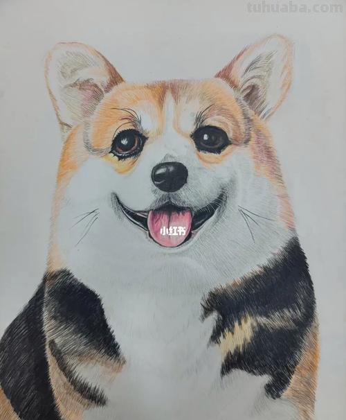 新手也能很快上手的彩铅简笔画，彩铅画狗狗