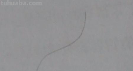 羽毛怎么画简笔画图片 如何画鸟类羽毛？