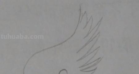羽毛怎么画简笔画图片 如何画鸟类羽毛？