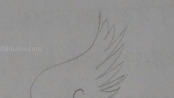 羽毛怎么画简笔画图片 如何画鸟类羽毛？