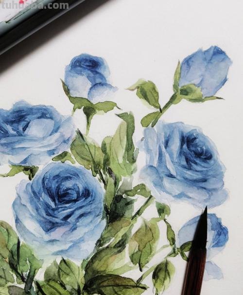唯美彩铅画蓝玫瑰怎么画 玫瑰绘画？