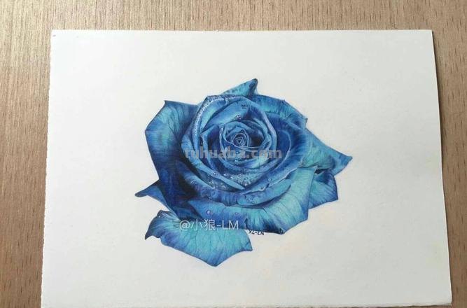 唯美彩铅画蓝玫瑰怎么画 玫瑰绘画？