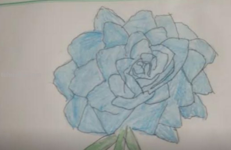 唯美彩铅画蓝玫瑰怎么画 玫瑰绘画？