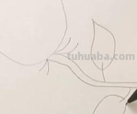 唯美彩铅画蓝玫瑰怎么画 玫瑰绘画？