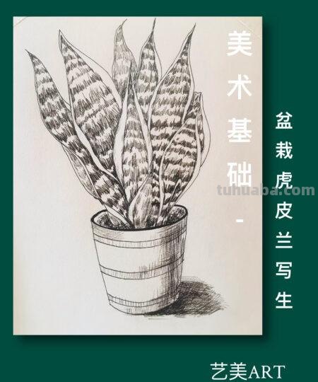 速写虎皮兰 描写虎皮兰生命顽强的好句？