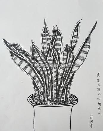 速写虎皮兰 描写虎皮兰生命顽强的好句？