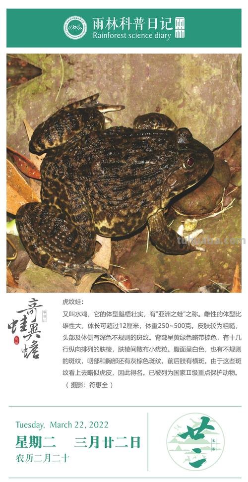 虎纹 虎纹蛙