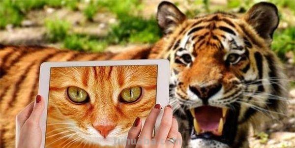 你在课上画一只老虎,学生在下面笑,说像猫 你该怎么办?