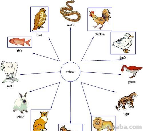 大猫英语思维导图怎么画 怎样画英语思维导图更好看?