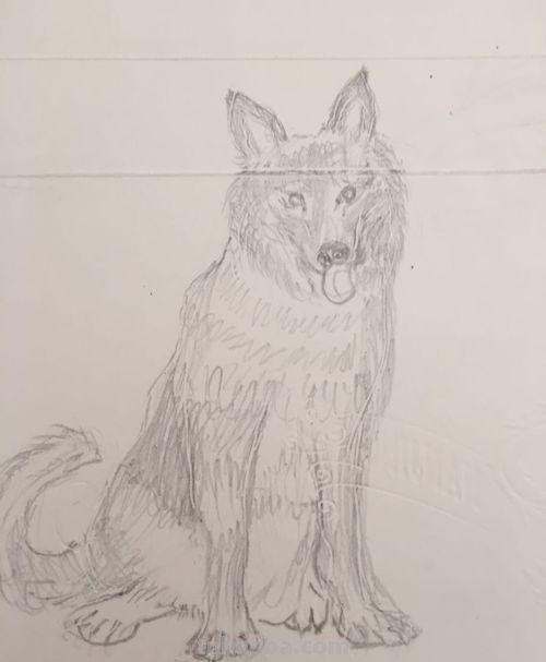 速写狗可爱 怎样画狼狗的简笔画?