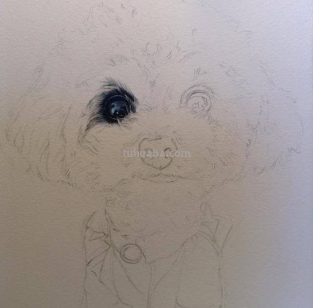 速写狗可爱 怎样画狼狗的简笔画？