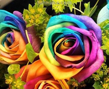 七色彩虹花种子：为你的花园带来缤纷色彩 
