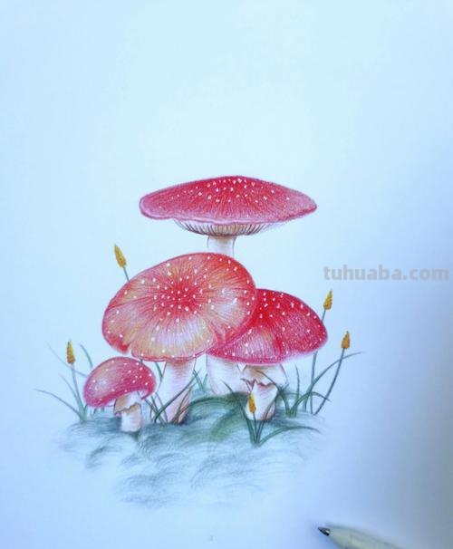 儿童画彩铅蘑菇怎么画 一笔一步教画蘑菇蔬菜?
