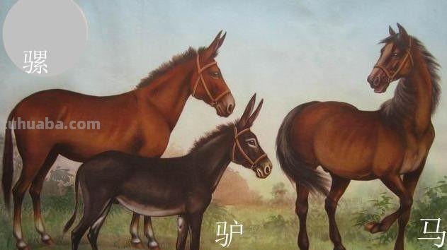 骡子的速写 骡子、马、驴,三者的外貌区别?