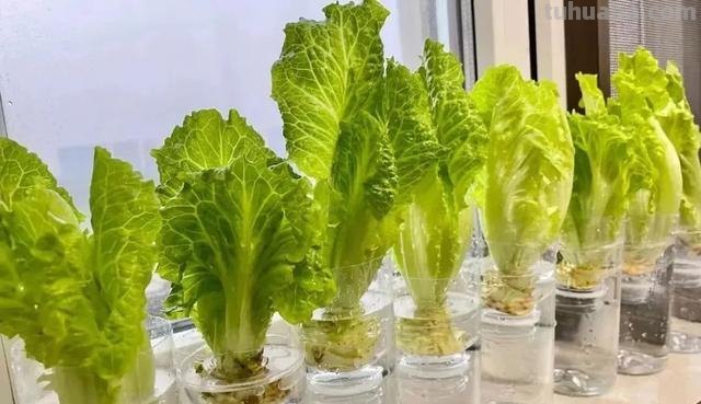 水培蔬菜总是长不好?分享3个高产小技巧,适合在家种植