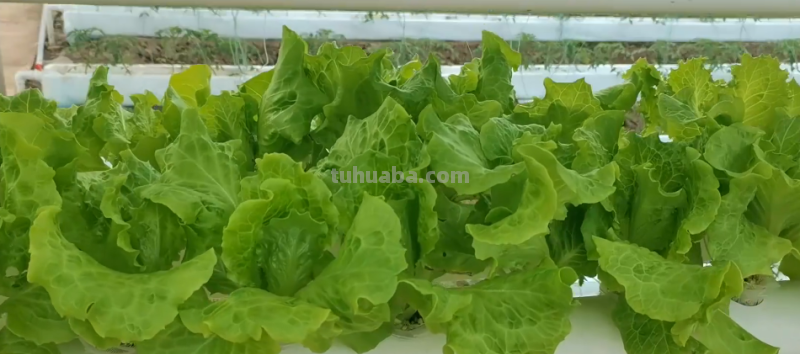 水培蔬菜总是长不好？分享3个高产小技巧，适合在家种植