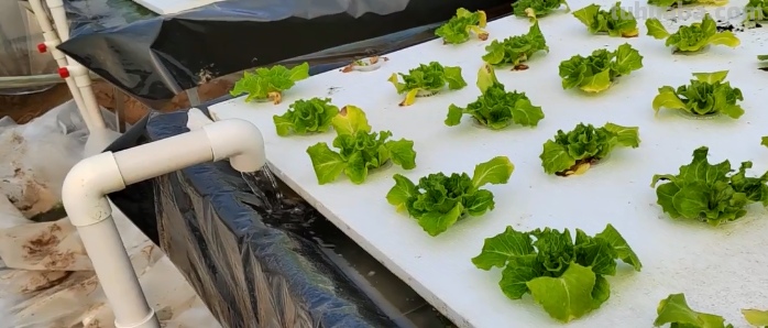 水培蔬菜总是长不好？分享3个高产小技巧，适合在家种植