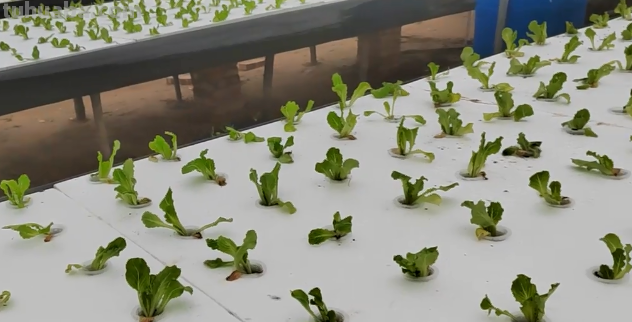 水培蔬菜总是长不好？分享3个高产小技巧，适合在家种植