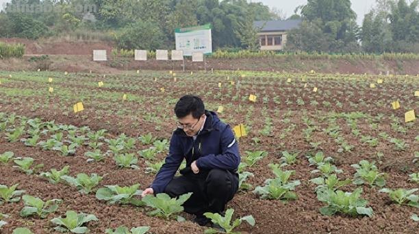 疫情期间出行不便,来看农业教授支招适合家庭种植的蔬菜都有啥