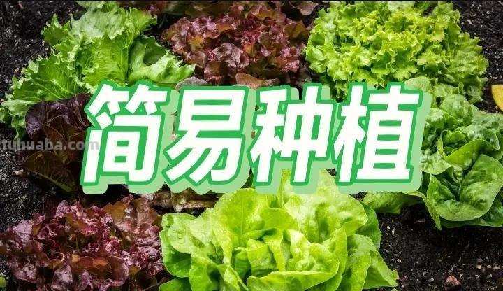 零基础家庭种植经验