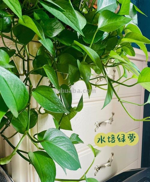 绿萝怎么养,绿萝的养殖方法