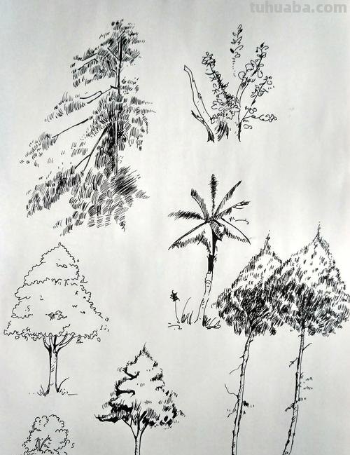 树木园速写 风景速写树的画法？
