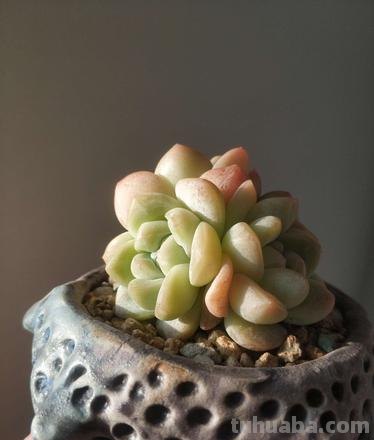 入坑5年，发现“6种多肉”真好养，出状态还美的不像话，适合新手
