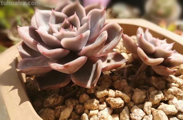入坑5年，发现“6种多肉”真好养，出状态还美的不像话，适合新手