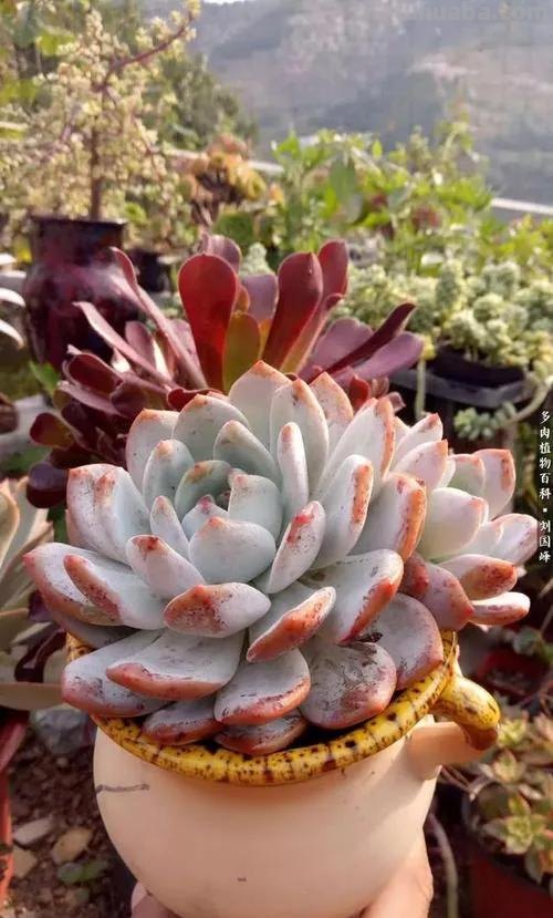 入坑5年，发现“6种多肉”真好养，出状态还美的不像话，适合新手