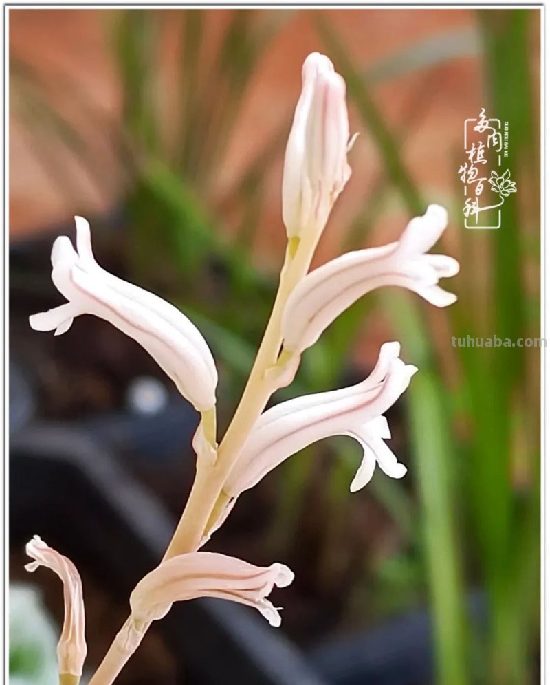 夏日尚未炎炎，多肉度夏小风波