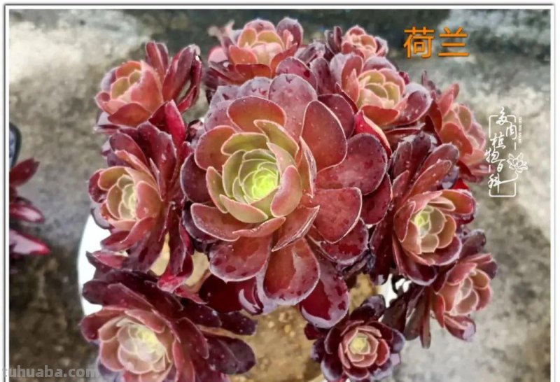 夏日尚未炎炎，多肉度夏小风波