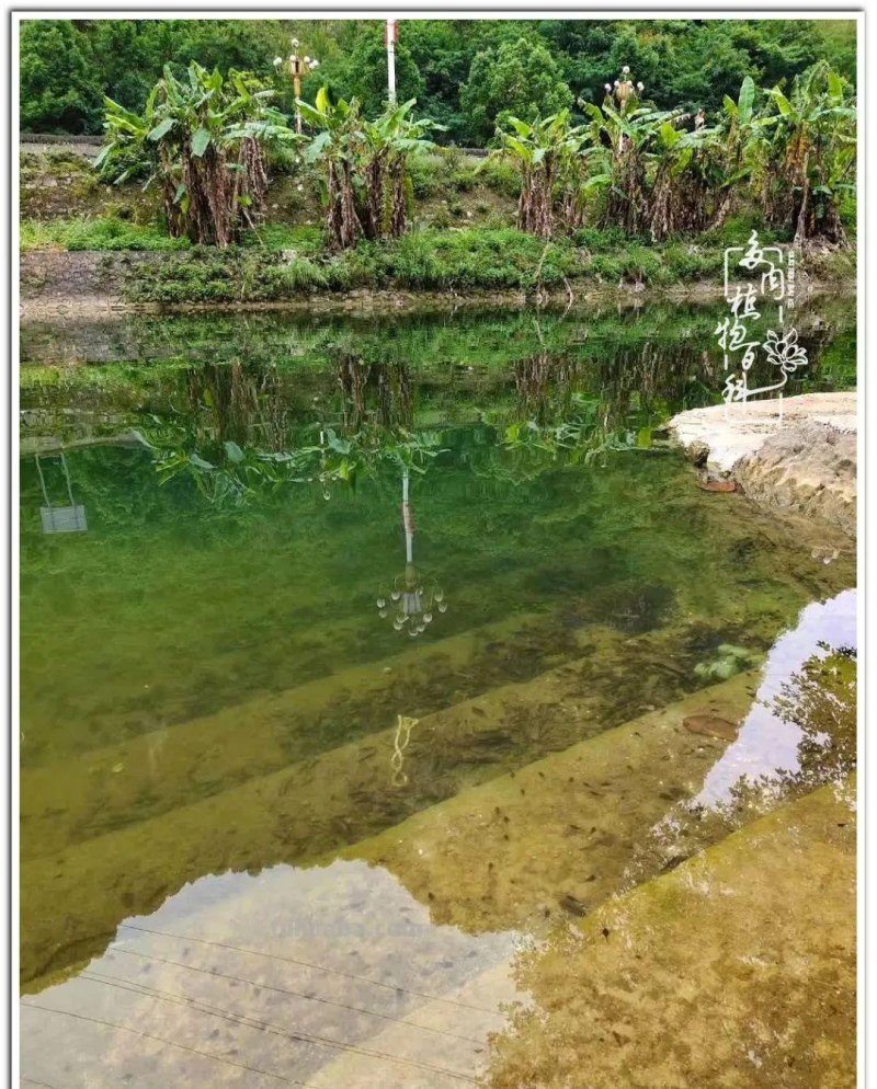 夏日尚未炎炎，多肉度夏小风波