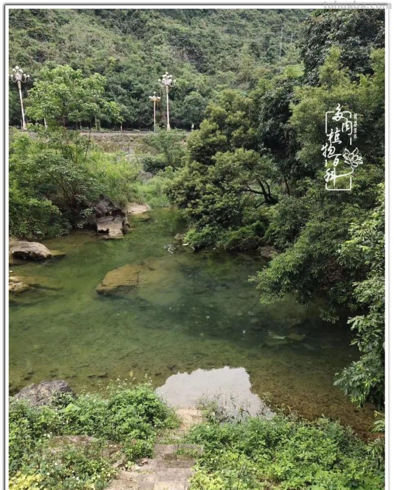 夏日尚未炎炎，多肉度夏小风波