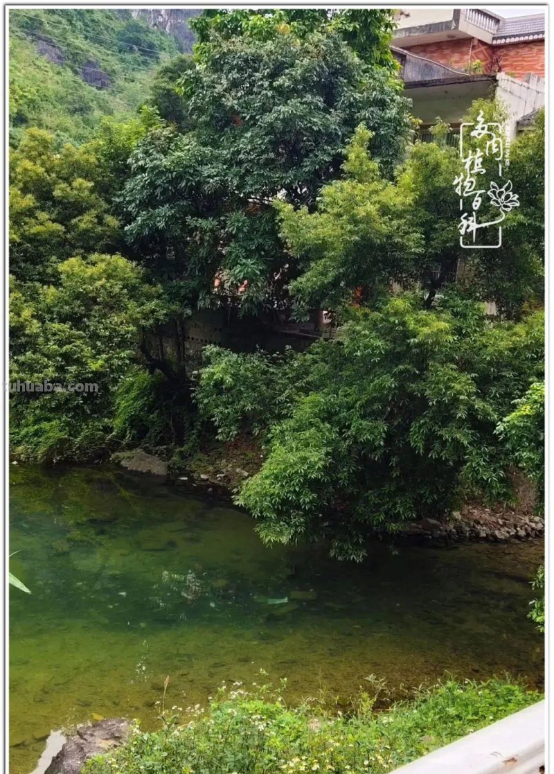 夏日尚未炎炎，多肉度夏小风波