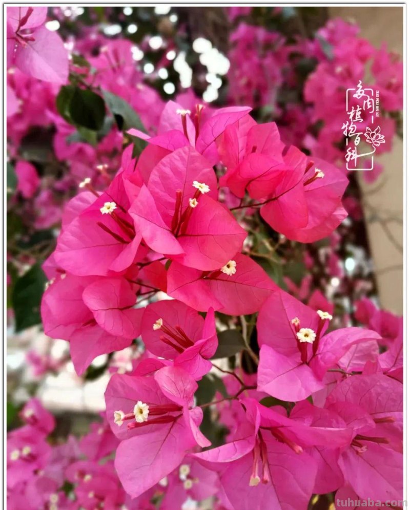 夏日尚未炎炎，多肉度夏小风波