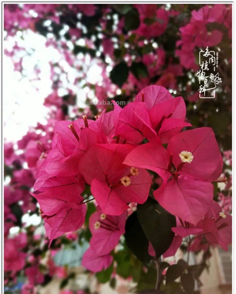 夏日尚未炎炎，多肉度夏小风波